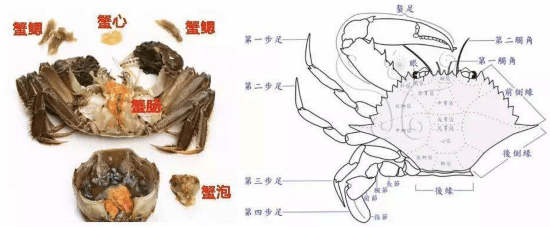 能不用工具掰开椰子