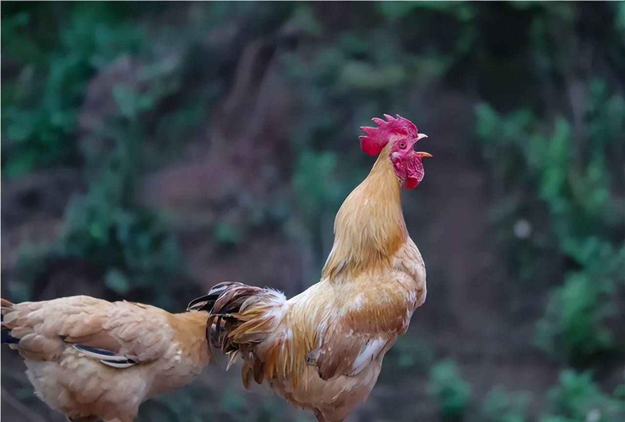 为什么母鸡学公鸡叫就要将它杀掉呢母鸡打鸣预示着什么