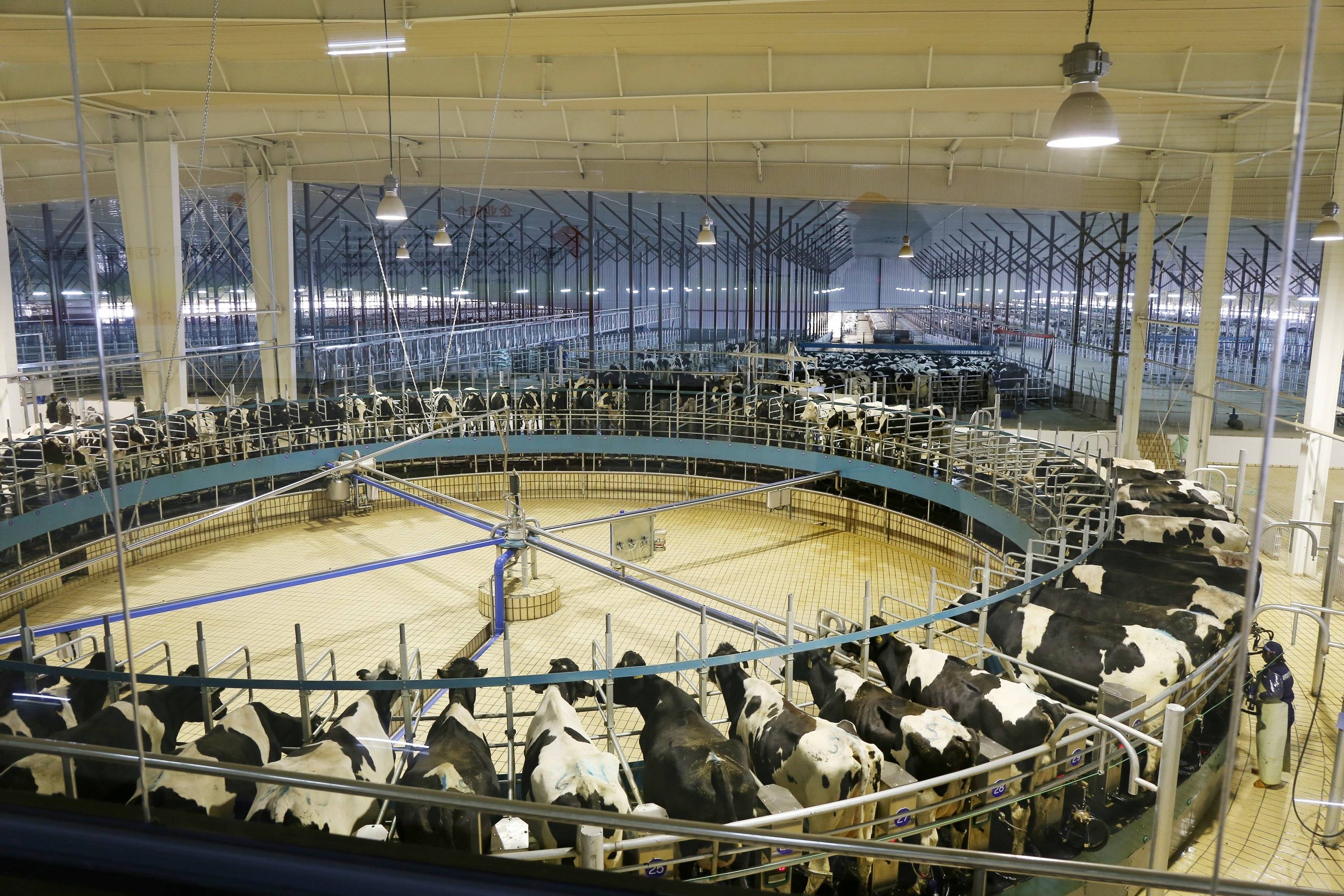 在生产模式上,君乐宝旗帜奶粉工厂创新"全产业链一体化"模式,牧场建在