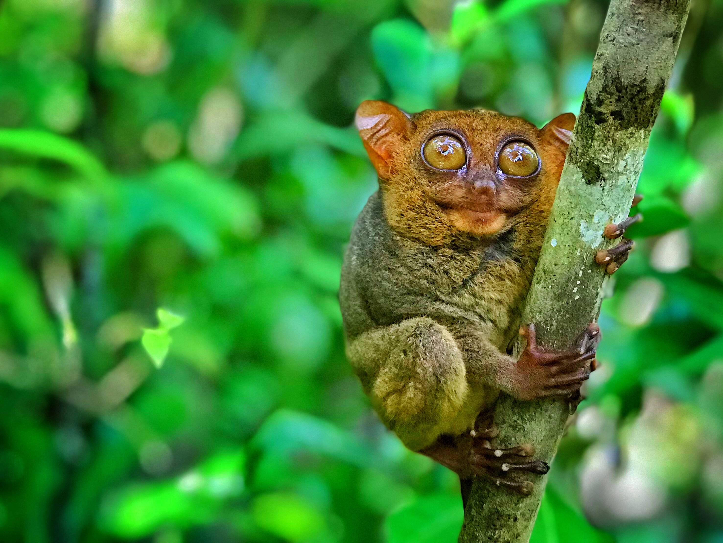 2013年cnn评选的世界最可爱物种排行榜_动物_海獭_海豹