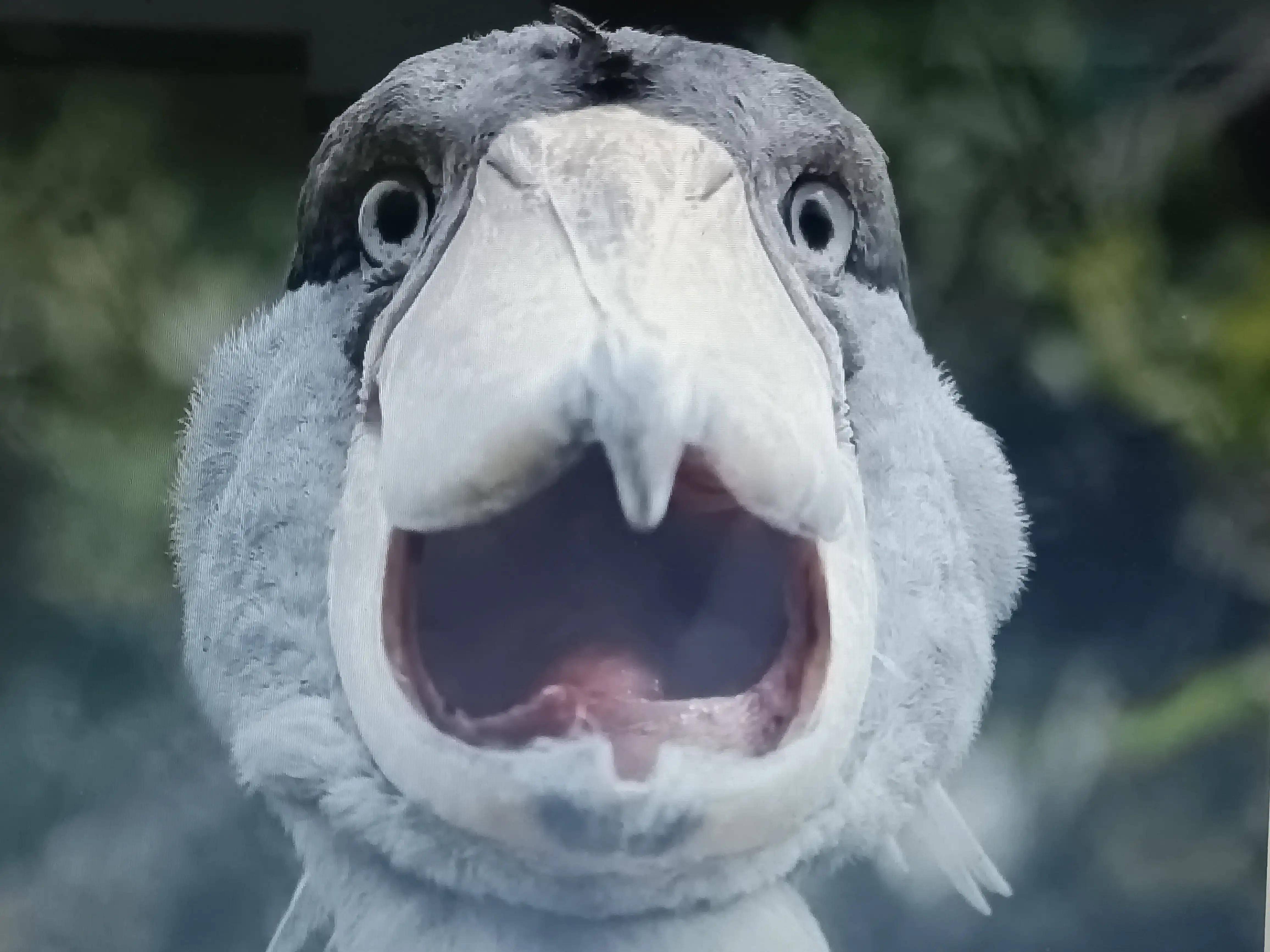 原创世界上嘴笨又不会飞的鸟