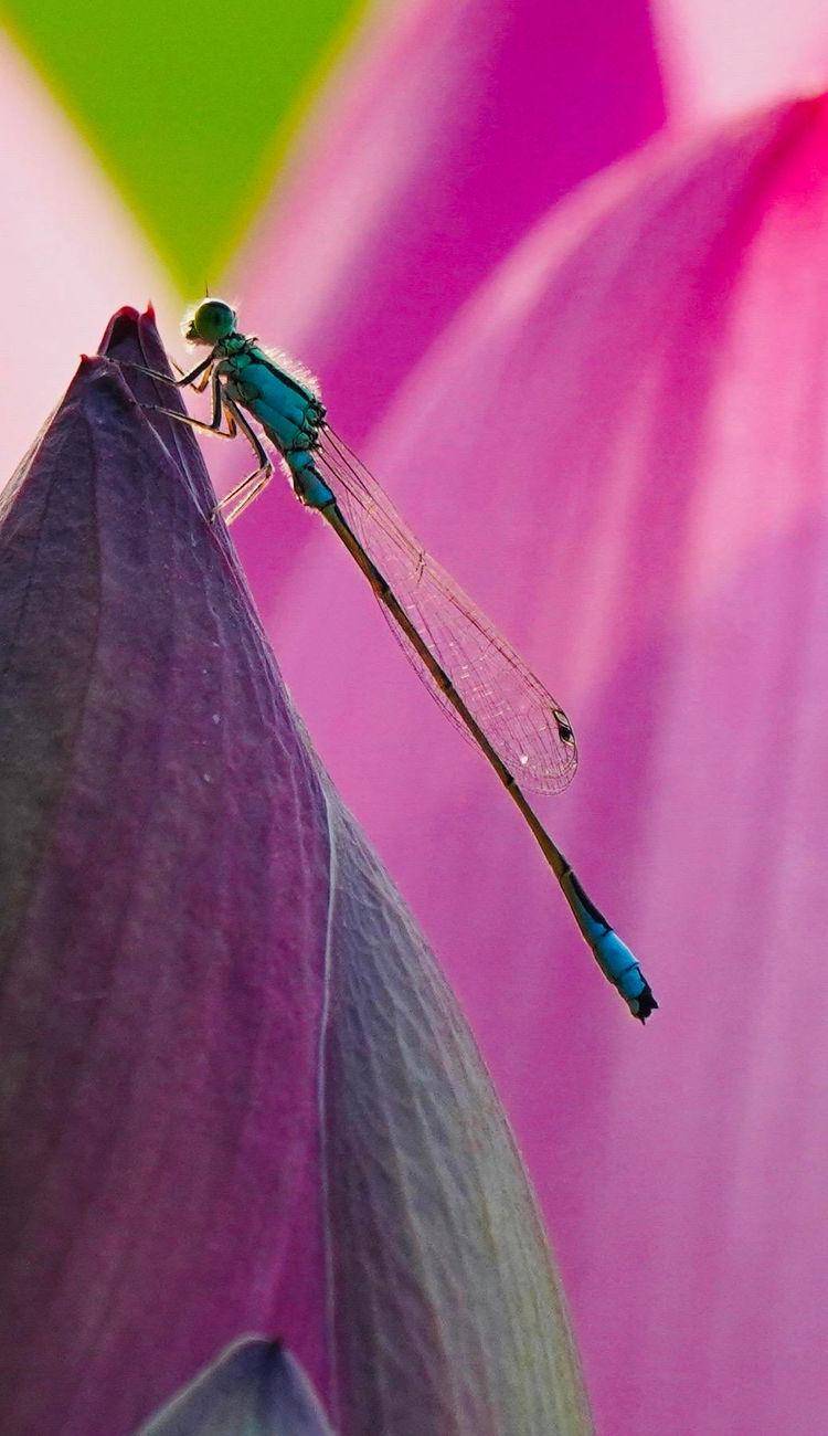 小豆娘,它的名字很好听_李武_刘玲_蜻蜓