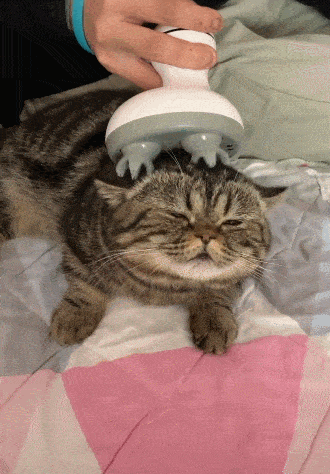 猫咪按摩表情包图片