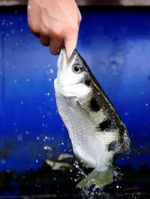 原创射水鱼除了狙击猎物还有其他的捕猎方式吗