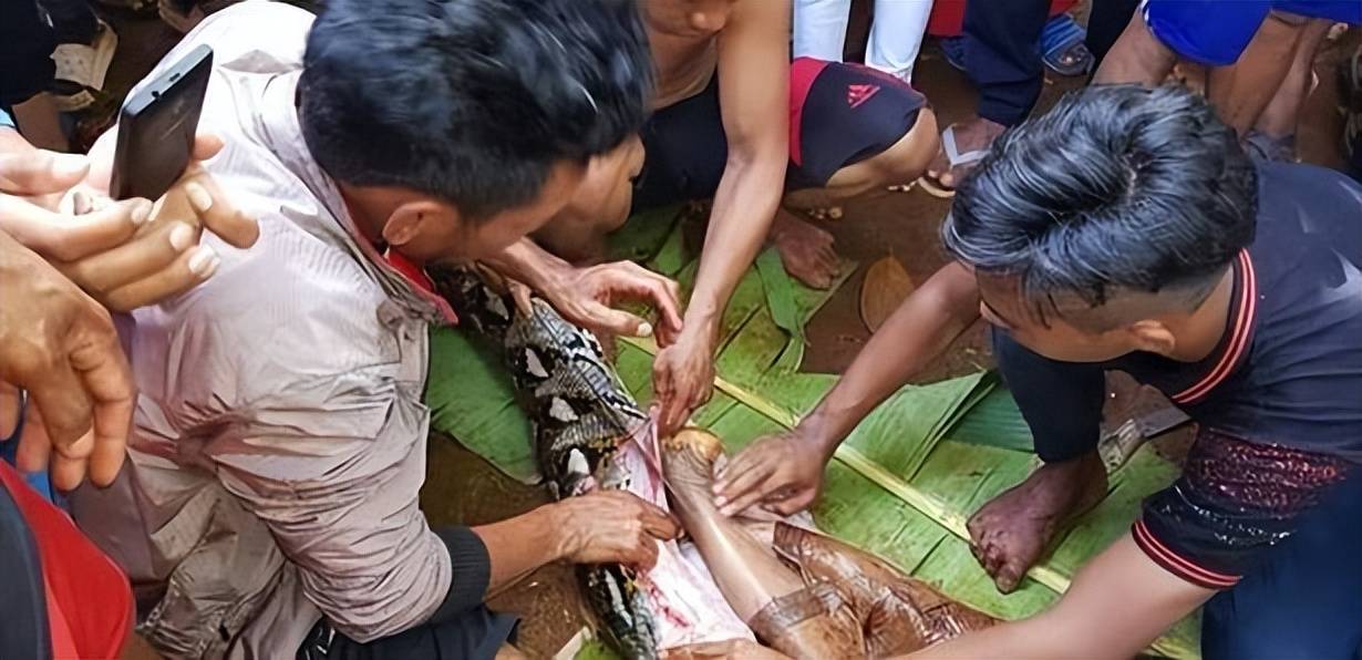 印尼巨蟒攻击人类,一名妇女被吞食,死去后衣着完整