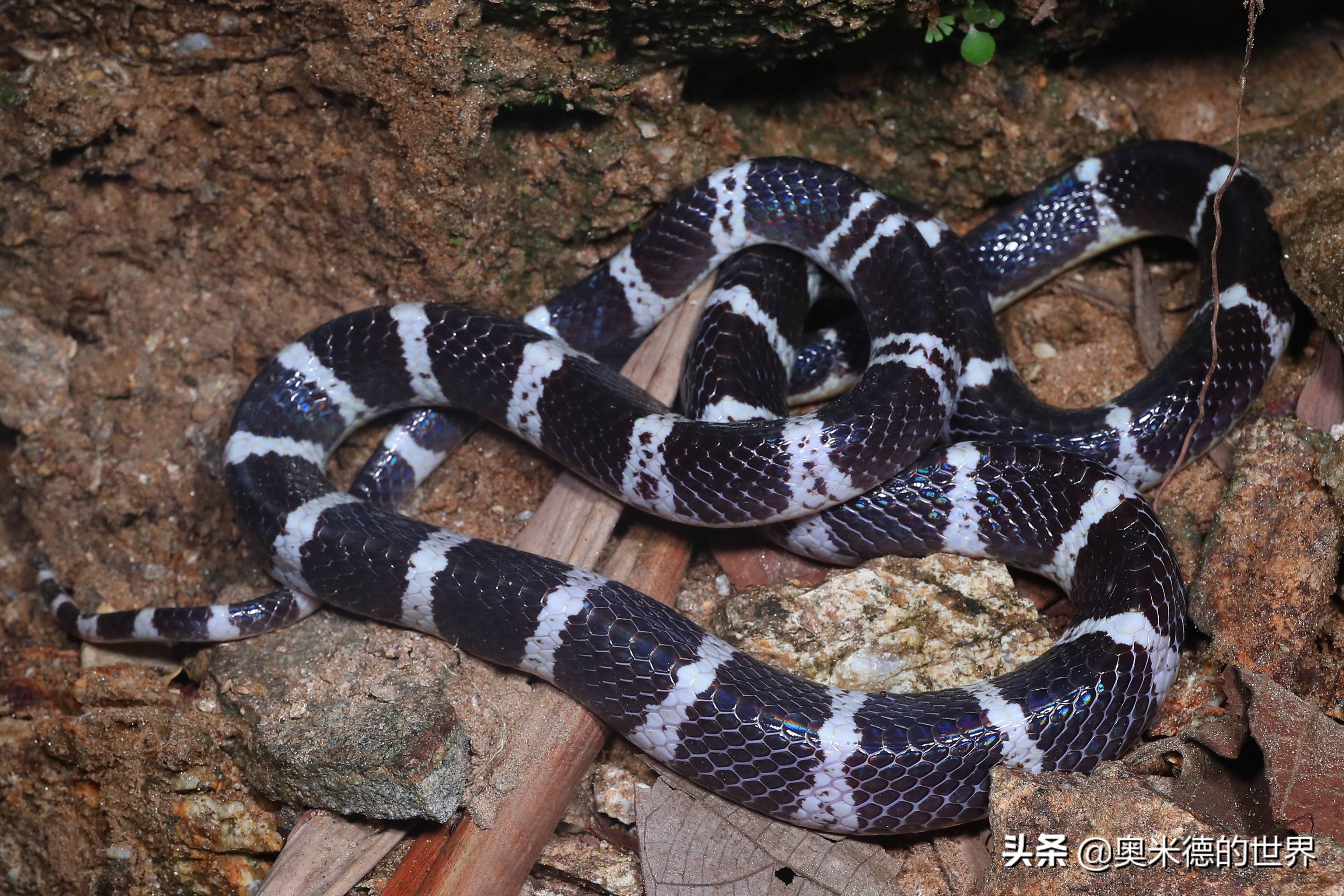 全世界最毒的十种陆地毒蛇，中国上榜两种毒蛇_曼巴_毒液_眼镜蛇