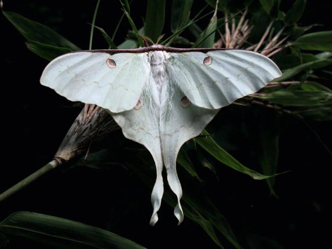 拟态大师时尚潮主蛾子的世界比蝴蝶世界更多精彩纷呈