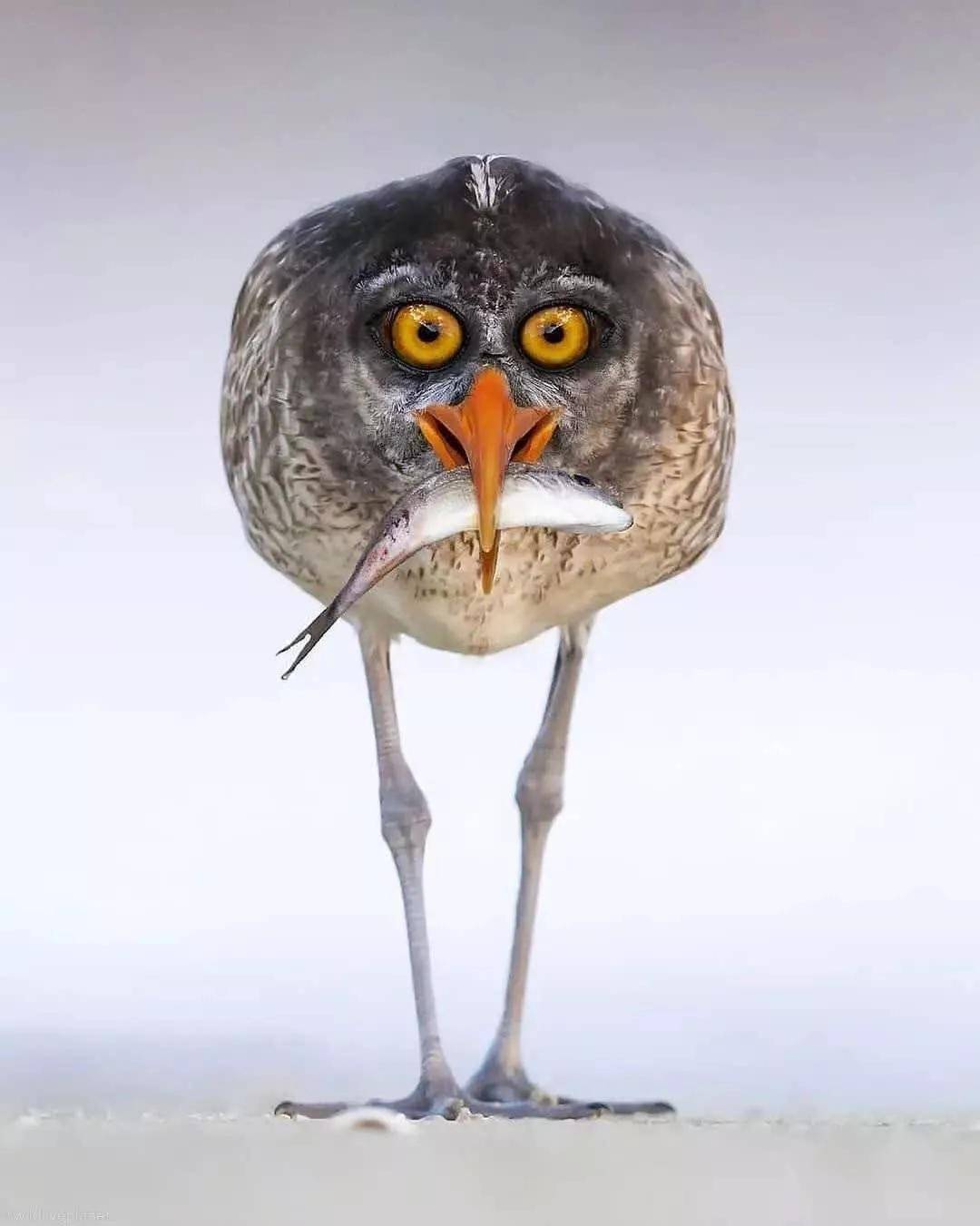 原创奇趣大自然神奇动物罕见照片