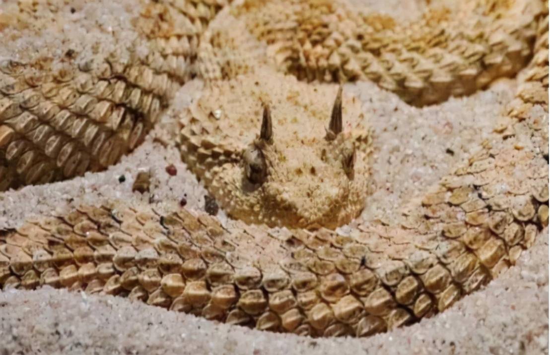 神秘龙角蛇再现浙江,这种蛇到底多罕见?_矛头_踪迹_自然保护区