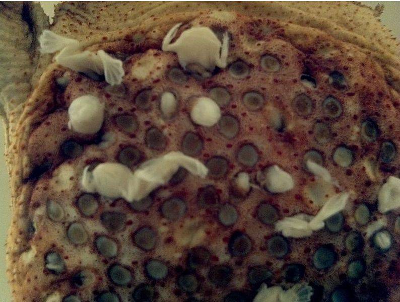 值得注意的是,负子蟾蜍的幼体是直接在母体背部孵化