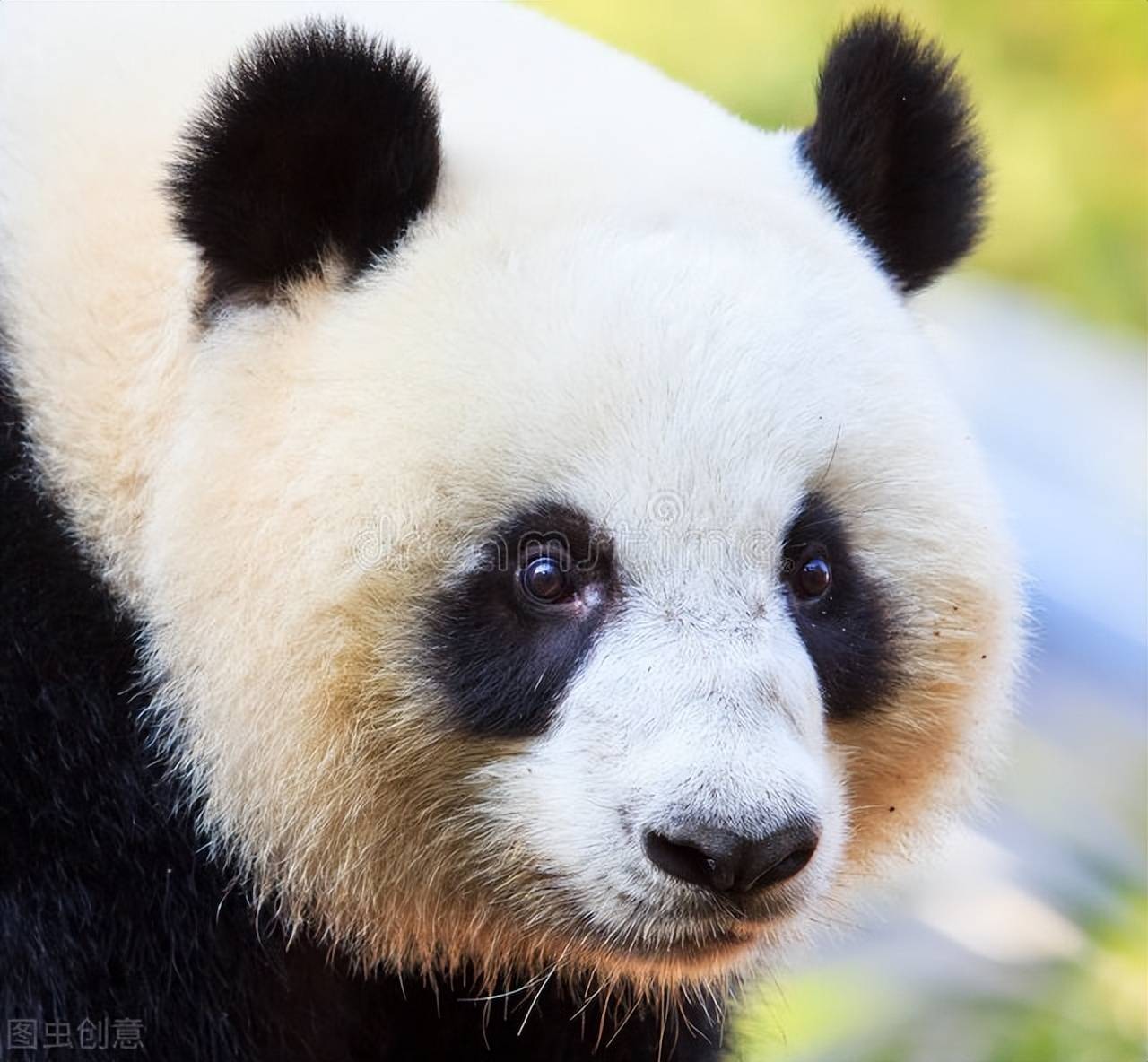 童言无忌之我是熊猫