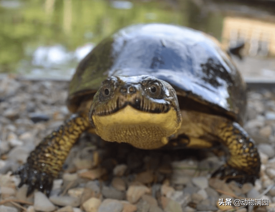 物种百科:布氏拟龟_黄色_沼泽_颈部