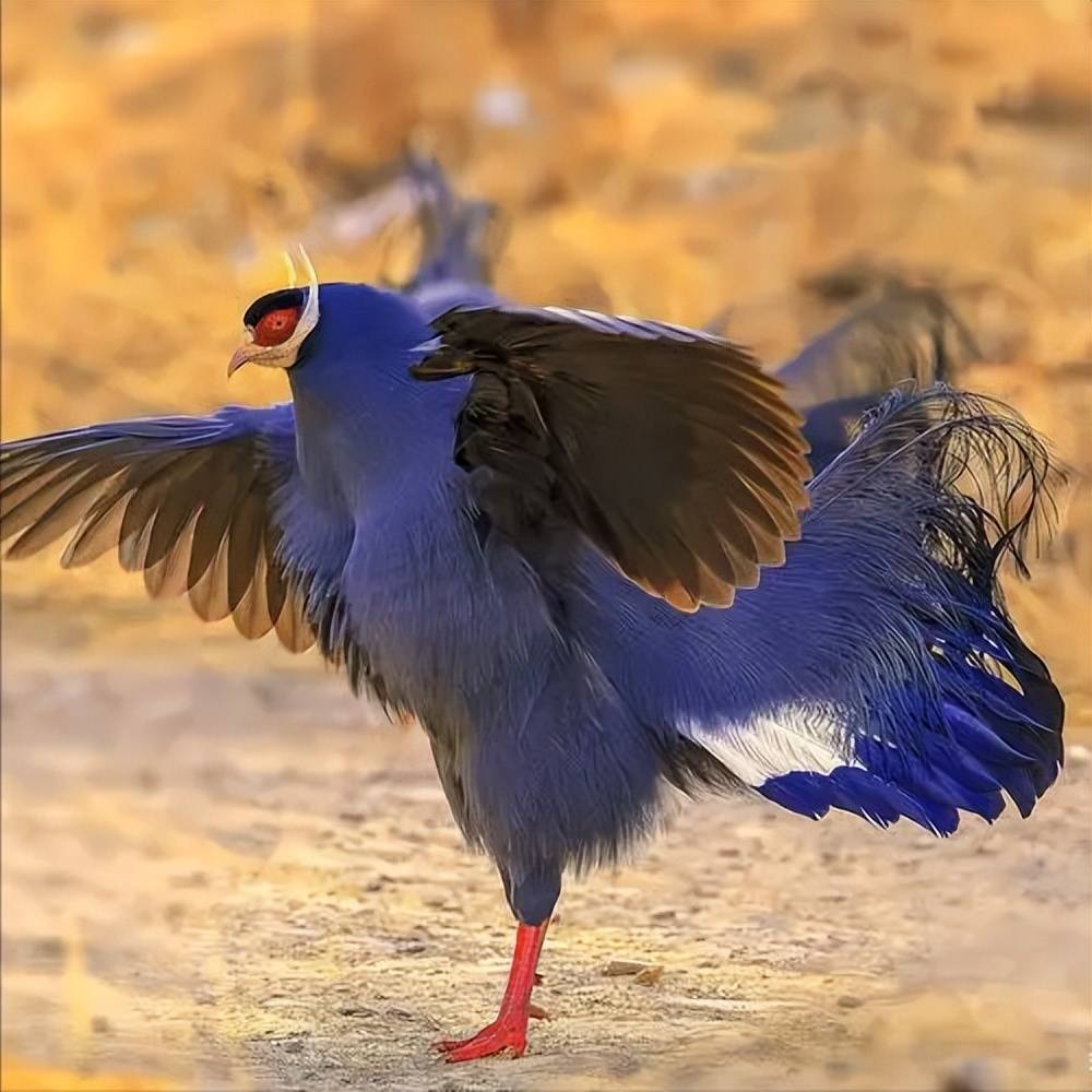 动物天地-认识动物(鸟类)4_蓝马鸡_白色_活动