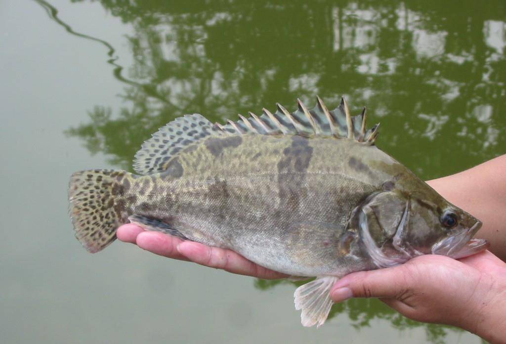 夏季釣鱖魚,只要找對了位置,用手竿就可以釣到相當數量的魚_小魚_水流