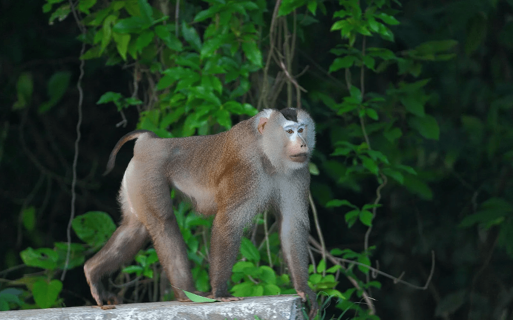原创警察解救被囚禁3年的豚尾猴放归山林后豚尾猴为报恩横跨65公里