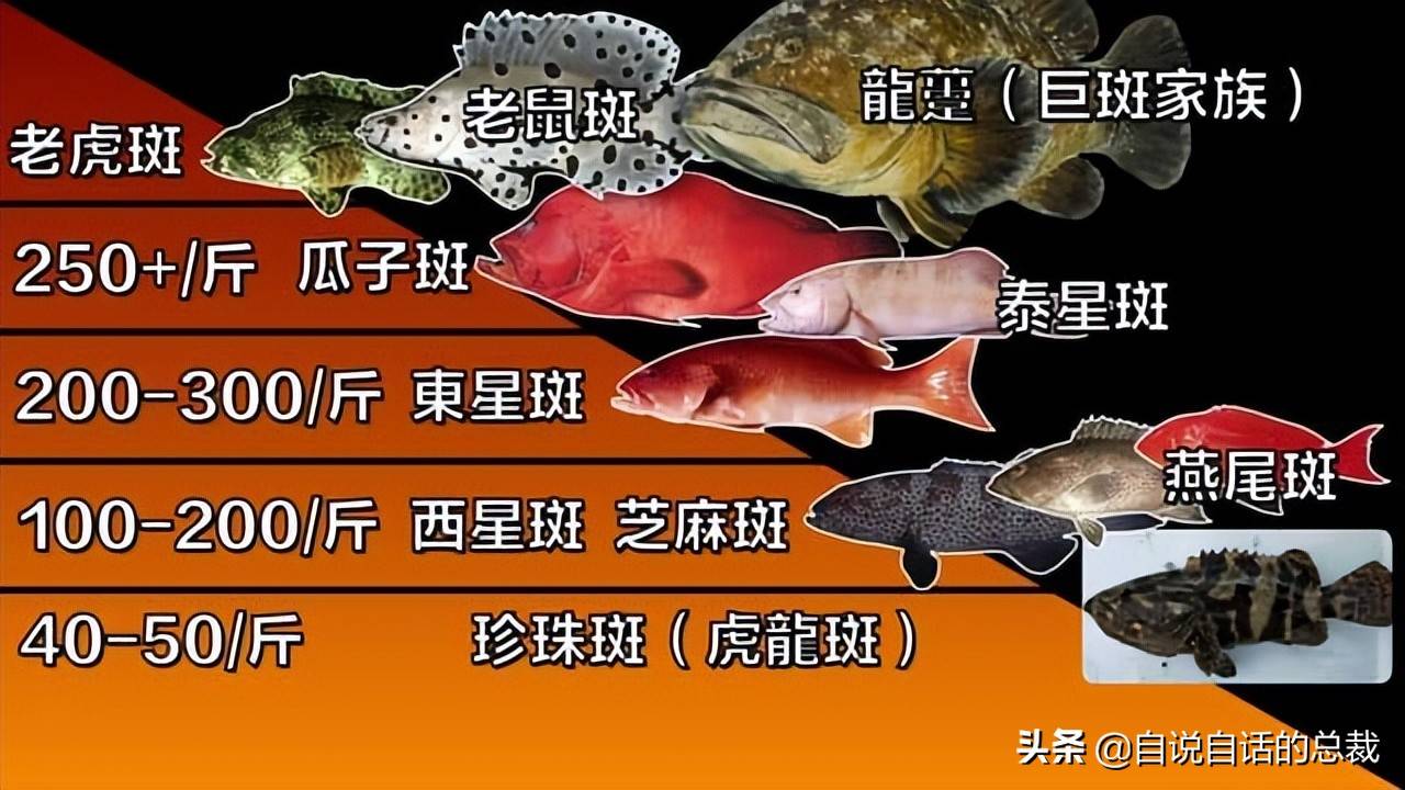 再往上就是最極品的歌利亞石斑魚和龍躉石斑魚了,這都是保護動物,屬於