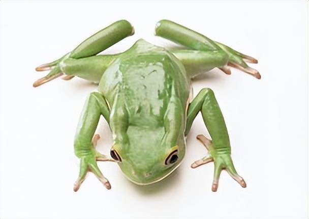 非常神奇的透明物种玻璃蛙
