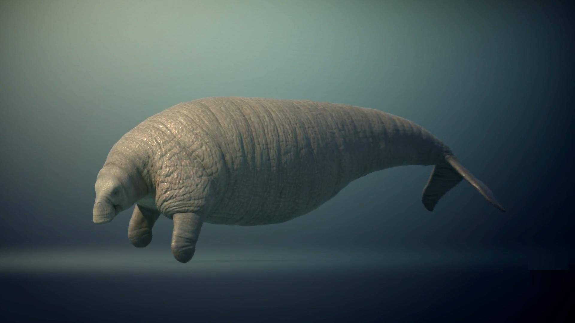 盘点被人类吃灭绝的动物_海牛_斯特拉大_生活