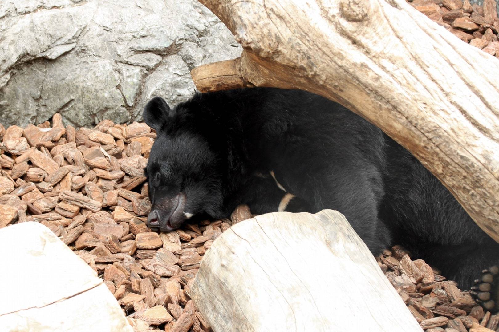 冬眠熊的血浆将保护我们的肌肉在静止时不退化
