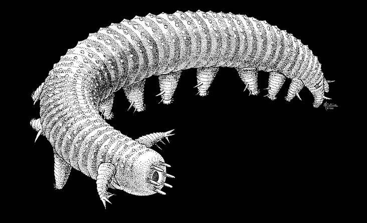 神奇的古生物-古生物分享_寒武纪_动物_是一种