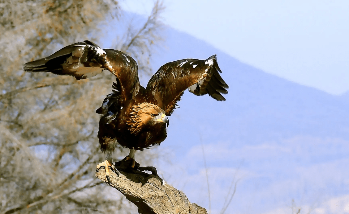 八翅鹰王图片图片
