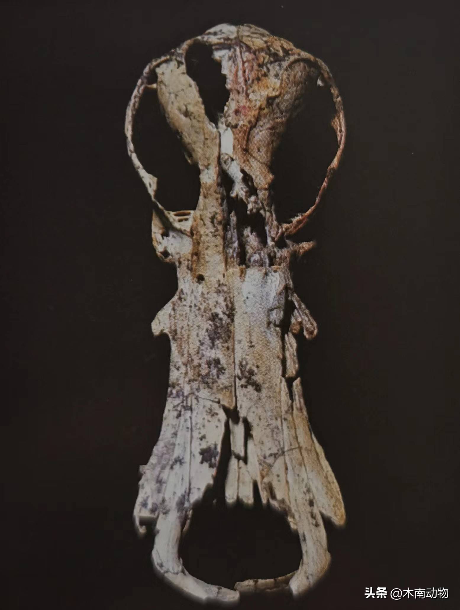 原创鸭嘴兽属哺乳纲单孔目动物这种哺乳动物可能是最不寻常的动物