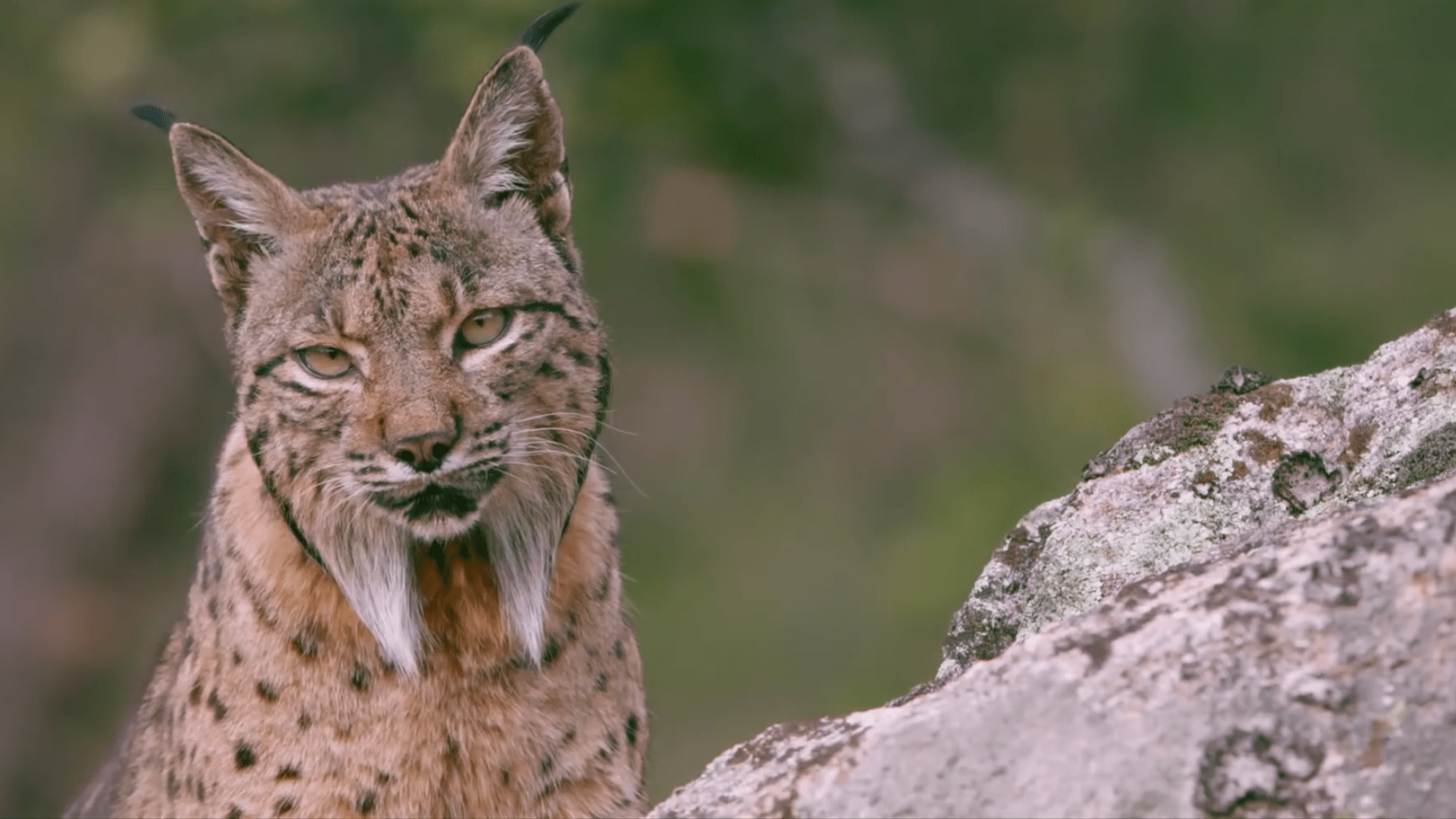 屠狼机器猞猁也翻车了被一招直接爆头它究竟遇到谁