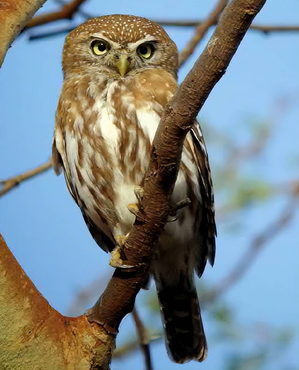 世界猫头鹰大全(珍珠斑点 猫头鹰)_白色_棕色_枕骨