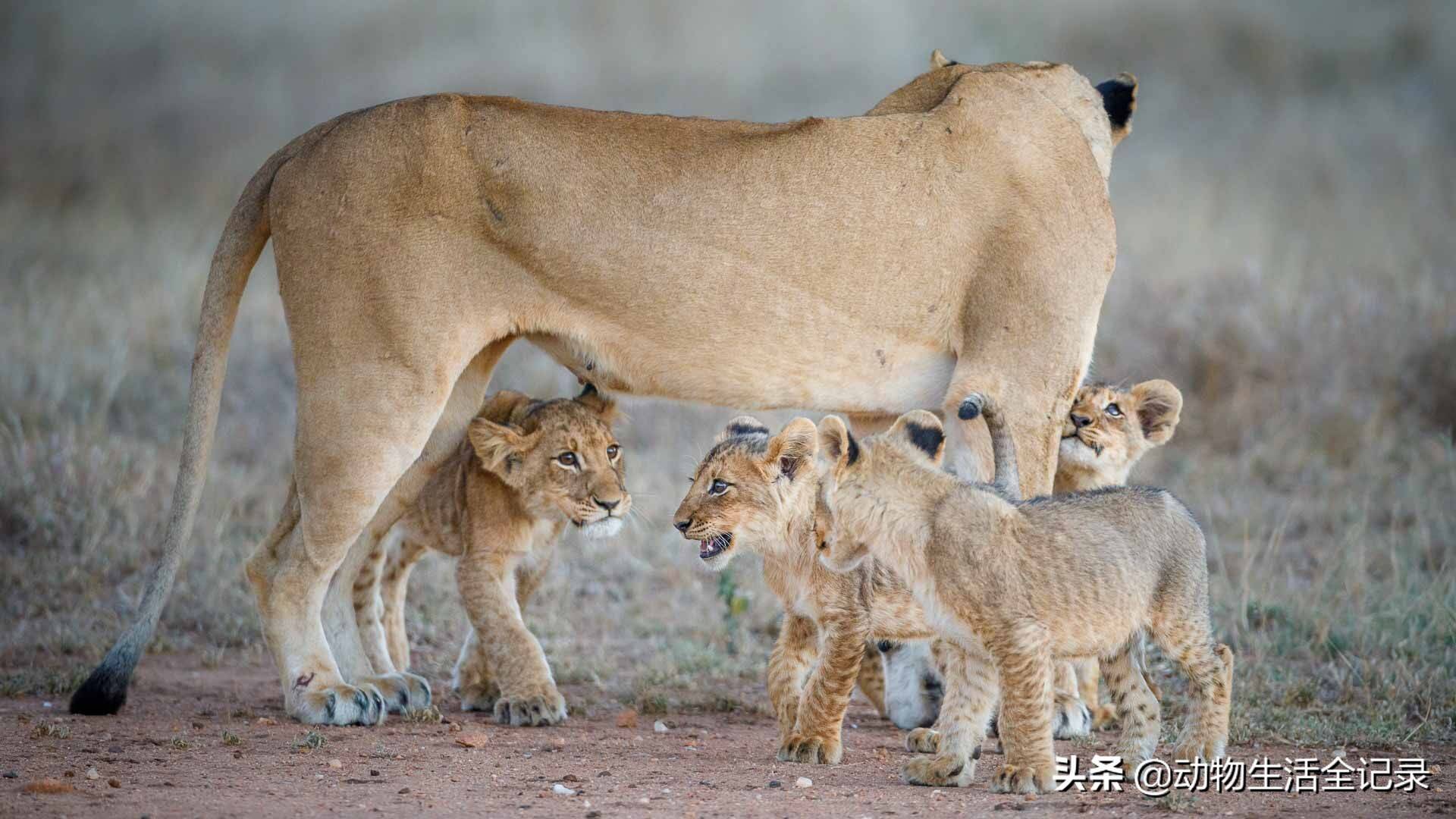 恩哈鲁雄狮联盟英俊雄狮的去世导致整个联盟开始走下坡路