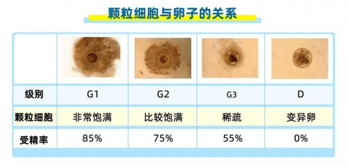 快来看看你的卵子合格吗