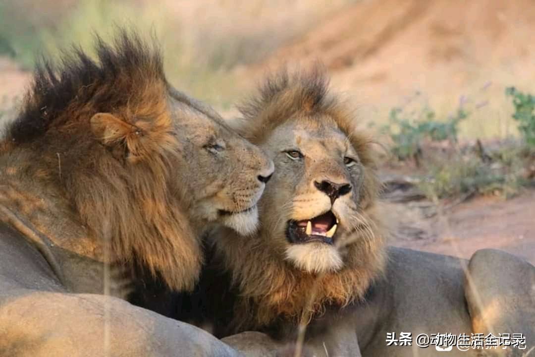年轻力壮的雄狮相当强悍的马杰征雄狮联盟回过头来说东南雄狮联盟