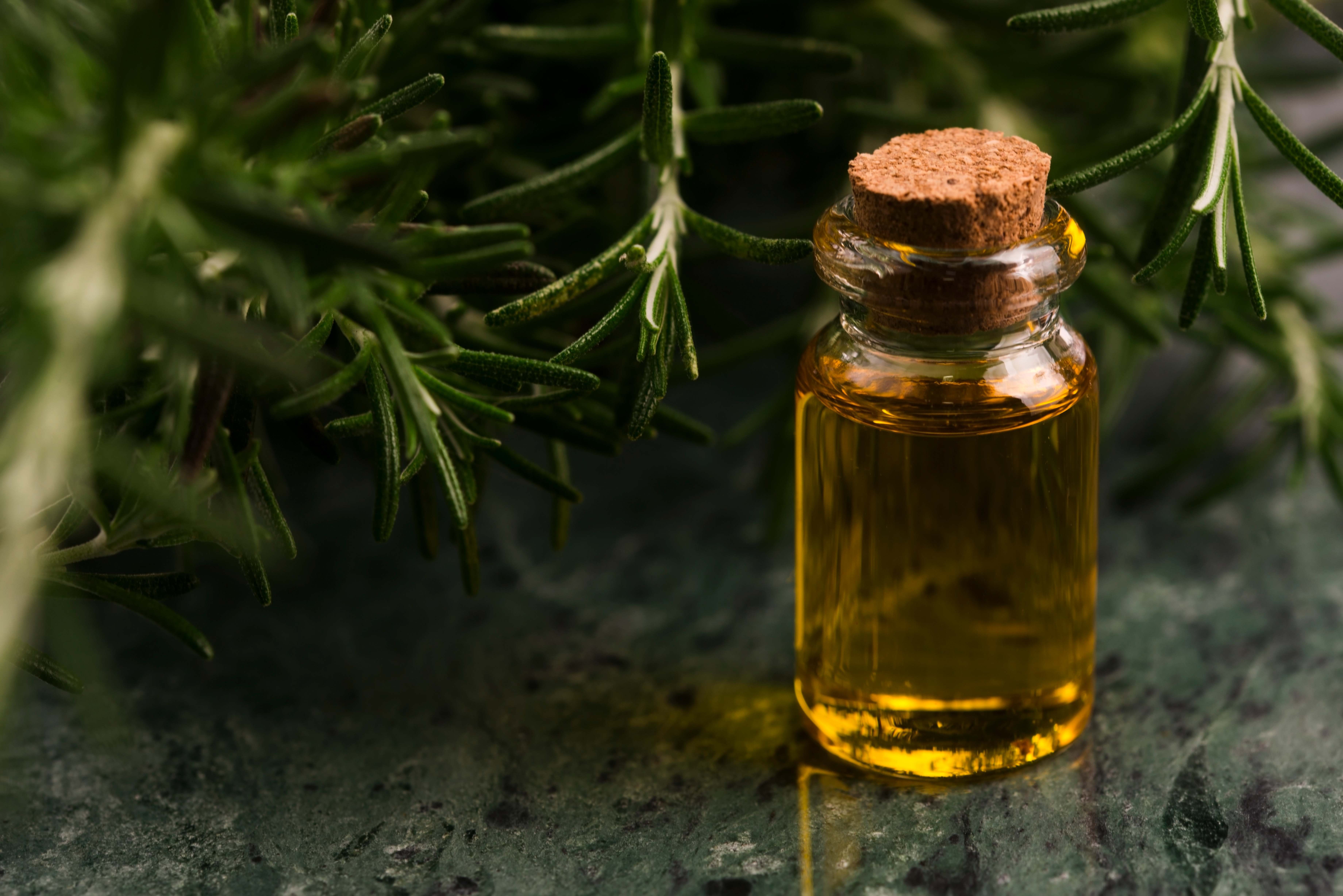 茶树精油收割季,带你走进澳洲茶树庄园