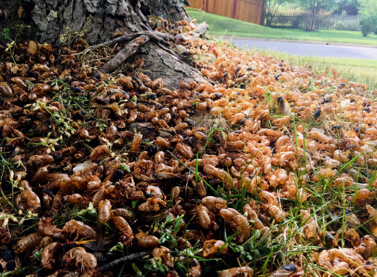 蝉灾数十亿只蝉挣脱地面破土而出并在国外部分地区造成混乱
