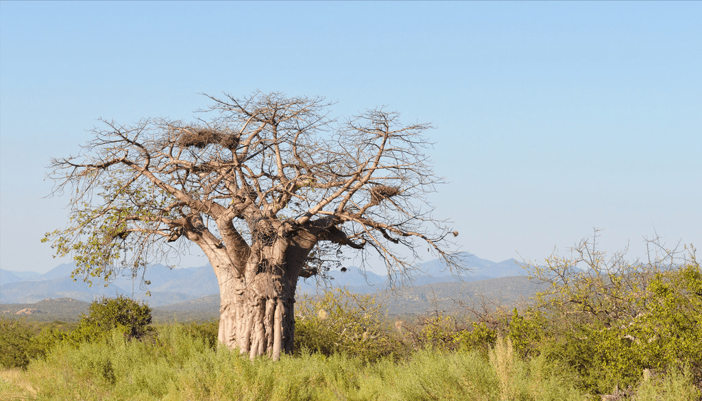 非洲“宝藏树”，能在沙漠储水能吃，引进中国却出现“水土不服”