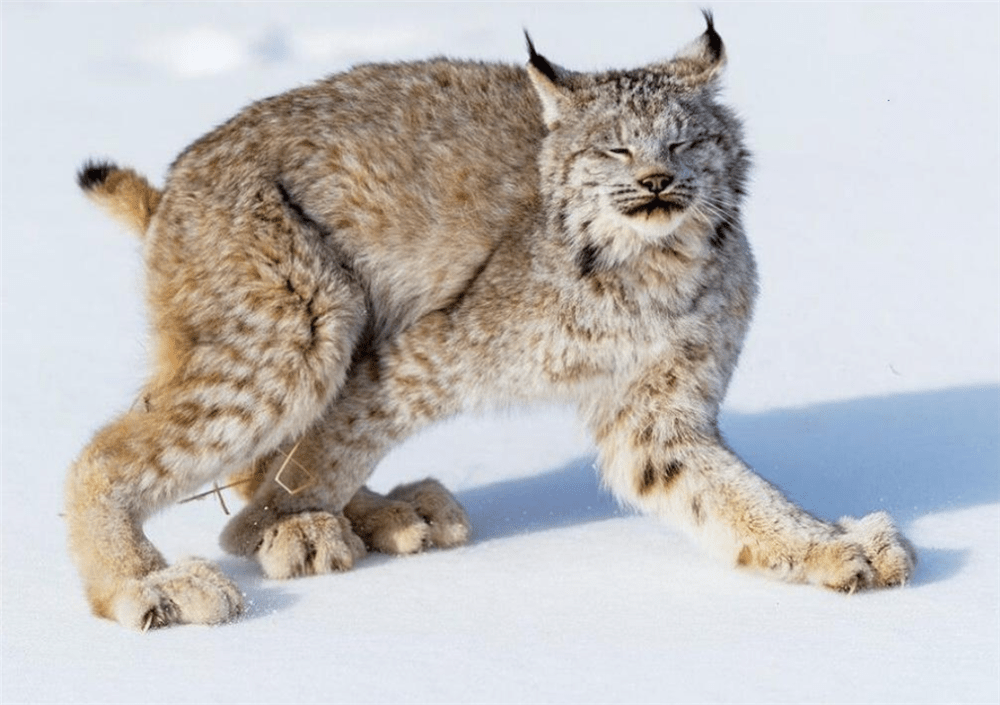 加拿大猞猁从树上一跃而下,用两只大脚按住雪兔,张嘴咬断其脖子