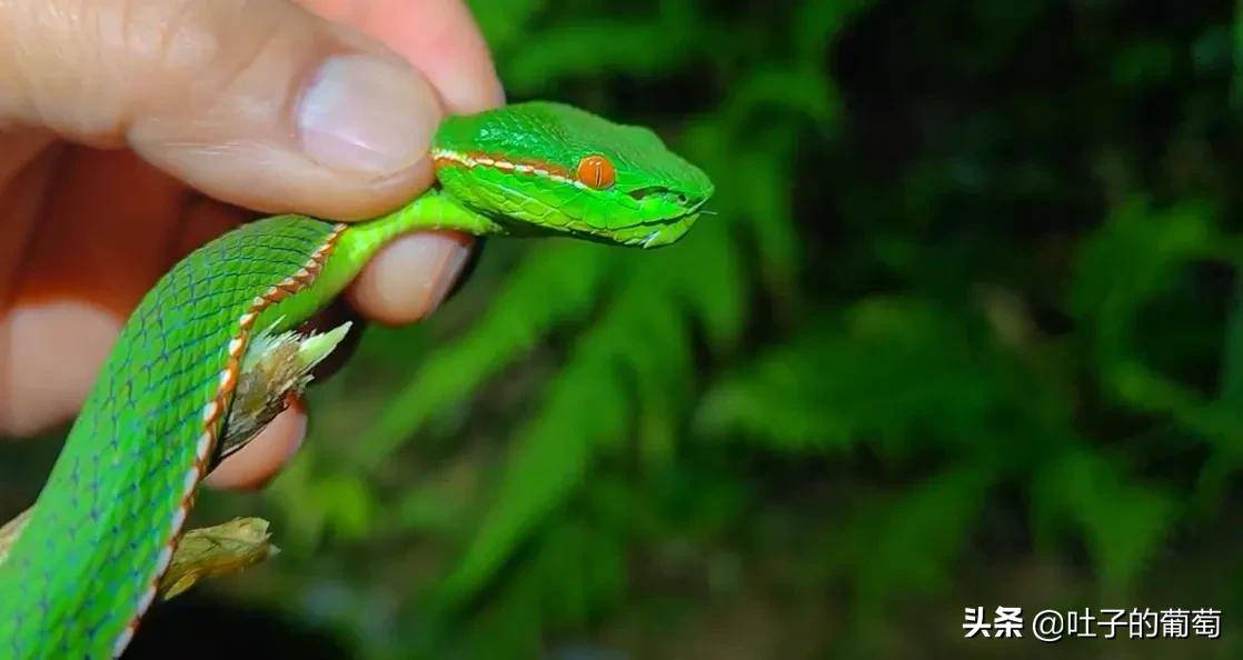 青蛇彪世界十大最美十条蛇之一