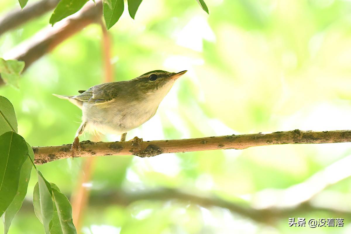 京城林鸟迁徙季在树林花草丛中拍摄各种柳莺49图