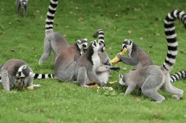 為保護雄獅被辭退,雄獅傷心絕食表抗議_動物園_小瑤_遊客