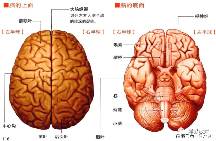 截面图大脑皮质的运动和感觉皮层脑部构造大脑基底核小脑和脑干来源
