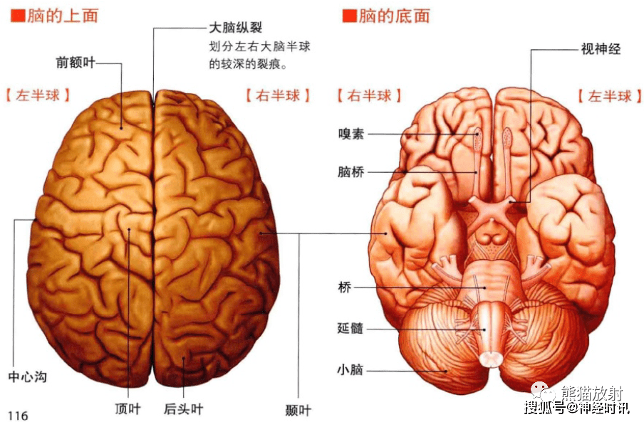 大脑解剖图正面图片