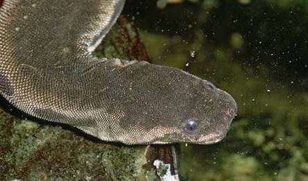 触须蛇,金花蛇,象鼻蛇和树蝰,个个都是与众不同的蛇_身体_生活_基伍