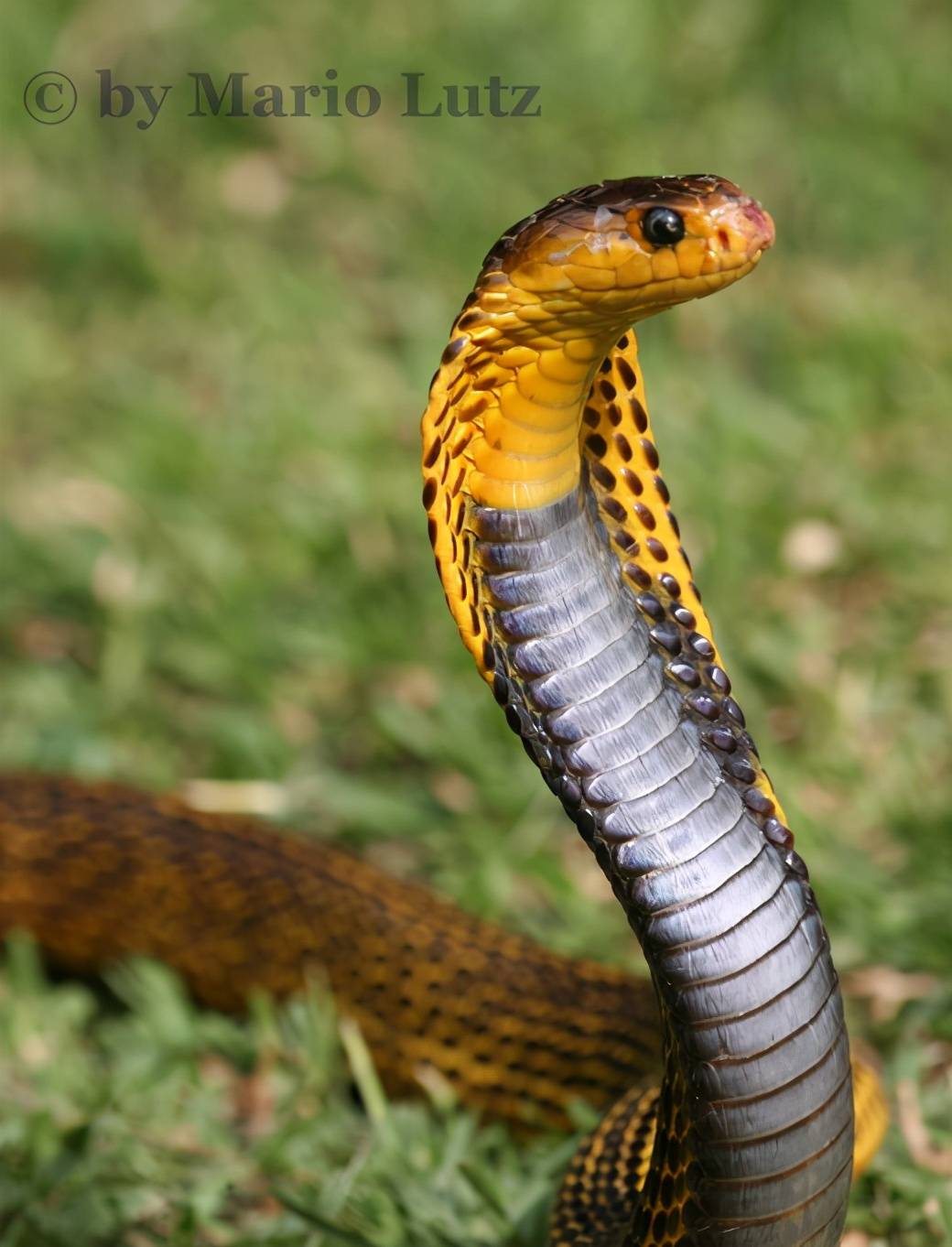 中亚眼镜蛇,主要分布在伊朗东北,印度西北,巴基斯坦土库曼斯坦