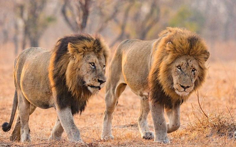 非洲大草原上的狮群雄狮成年后就离开家还会记得母亲吗