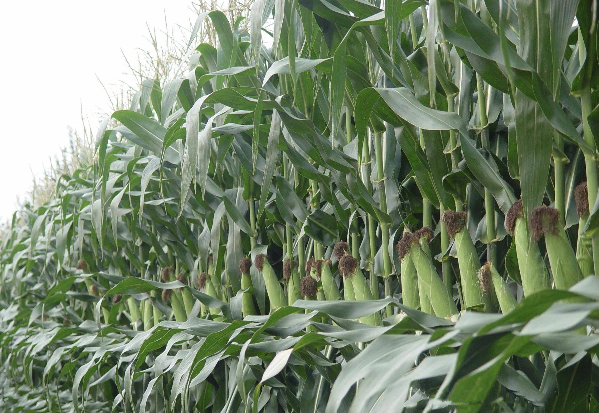 乌拉特前旗太余镇召开的寻找高产玉米品种中地159测产验收现场会上