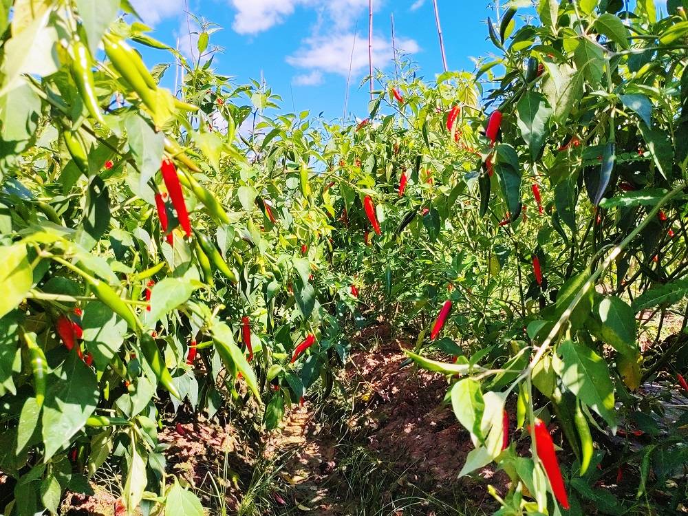 普洱澜沧:小米辣增产丰收 鼓起了农民的"钱袋子"_富邦乡_辣椒_种植户