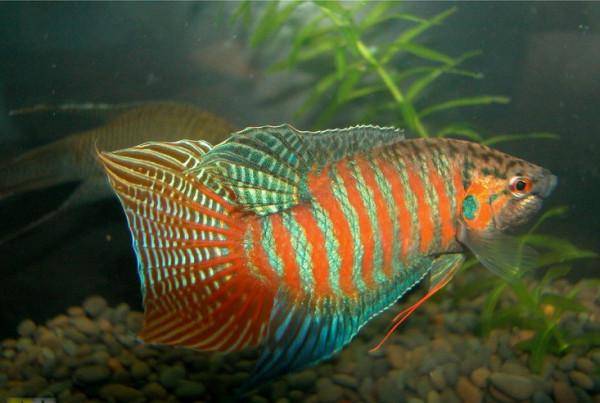 原创过去农村水沟里捉来喂鸭的菩萨鱼有啥用呢