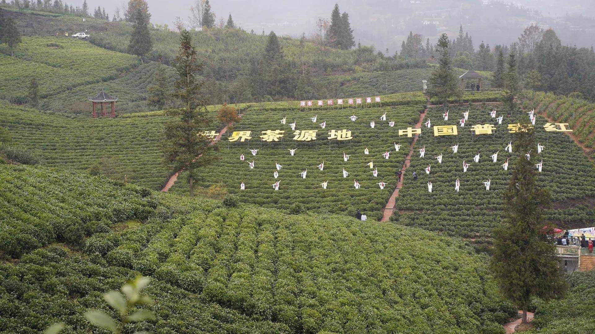 来看看“贵州绿茶”第一采在哪儿