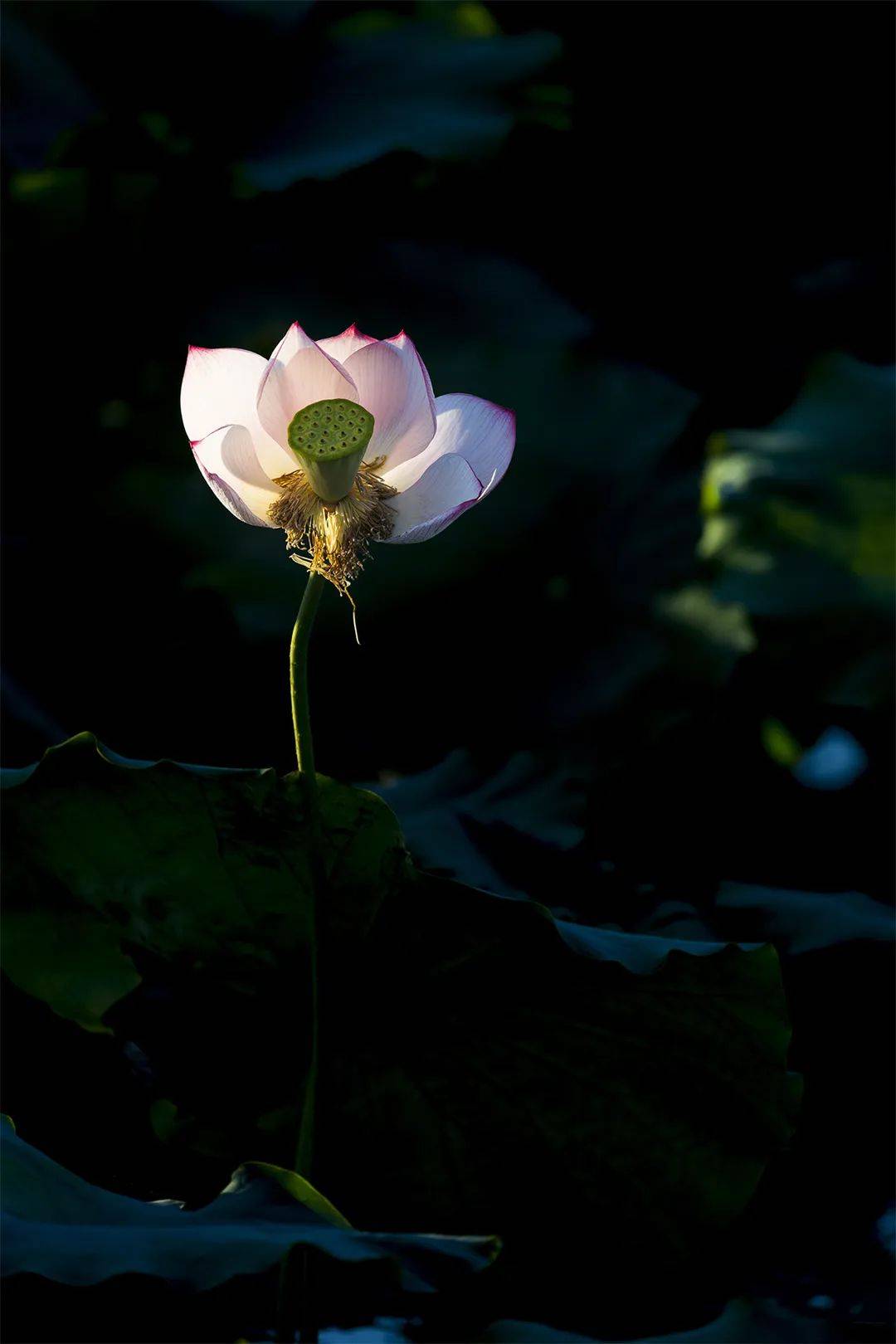 光影荷韵 醉美腾冲_刘正凡_李恒宇_荷花