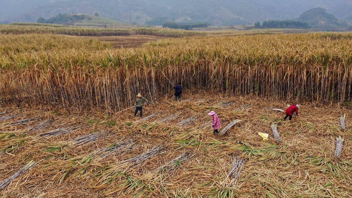 原创广西来宾妇女砍甘蔗一天可赚300元比种甘蔗还赚钱不过真累