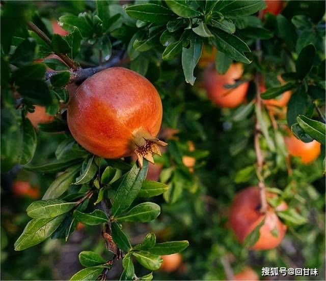 多子多福送石榴，如今的习俗为何不多见了？_搜狐网